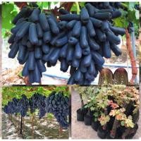 ราคา ขายเป็นต้น ต้นองุ่นนิ้วแม่มด ตอใหญ่นะคะ นำเข้า ผลดก ตอใหญ่ รากเดินดี (19195733594)