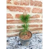 ราคา ต้นสนดำญี่ปุ่น สนดำนิยมทำบอนไซ สูง 20 30 ซม 三河松 กระถาง 5 นี้ว (24255809476)