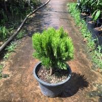 ราคา สนแผงแคระ กระถาง 11 สวยอวบใหญ่ ไม้หายาก ไม้แคระ ไม้แต่งสวน ไม้ประดับ (15202859769)