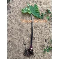ราคา บอนกระดาด ก้านดำด่าง Alocasia Macrorrhizos Black Stem Variegated (21387486930)