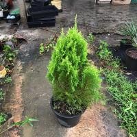 ราคา สนแผง กระถาง 11 สูง 45 60 cm พุ่มใหญ่ๆ สวยแข็งแรงมากๆ ไม้ประดับ ตกแต่งสวน (20709305514)