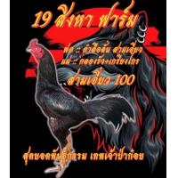 ราคา ไข่ไก่ชน ลูกดำลือลั่น สามเอี่ยว 100 เทพเจ้าป่าก๋อย รับประกันเชื้อ ส่งด่วน (17932137780)