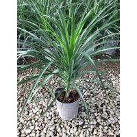 ราคา ต้นจันผามาเลย์ จันผามาเลย์ ต้นจันทร์ผา จันทร์ผา ต้นจันผา ขนาดกระถาง 8 นิ้ว (20694429191)