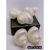 ราคา ยกถุง 5 ชิ้น เปลือกหอยมุกไฟโข่งเขียวขัดมุก ขนาด 4 4 5 CM เปลือกหอยแท้ธรรมชาติ (3490456780)