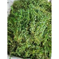 ราคา สดจากไร่ ใบไทม์สด Thyme สมุนไพรไทม์ ราคาถูก ราคาส่ง ราคาดีที่สุด (21390551517)