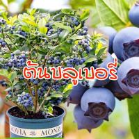 ราคา ต้นบลูเบอรี่ พันธุ์ที่ทนร้อน ต้นเพาะเนื้อเยื่อ อายุ2 ปี ปลูกในเขตร้อนได้ผลดี (21420475876)