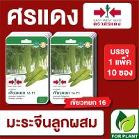 ราคา ผักซอง ศรแดง เมล็ดพันธุ์ พันธุ์ผัก มะระจีน เขียวหยก F1 บรรจุแพ็คล่ะ 10 ซอง ราคา 300 บาท (17824175514)