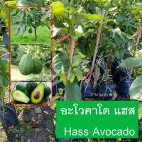 ราคา ต้นอโวคาโด พันธุ์แฮส Hass Avocado ทาบกิ่ง Approach Grafting ปลูก1ปี ติดลูก สูง70 80เซนติเมตร พันธุ์ยอดนิยม ติดตลาด ส่งใหม่ฟรี หากสินค้าเสียหาย (5448676342)