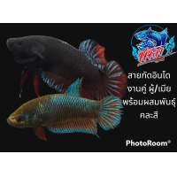 ราคา ปลากัด สายกัดอินโดลูกนอก แพ๊ค1คู่ คละสี พร้อมผสมพันธุ์ มีประกันสินค้า (16914027965)