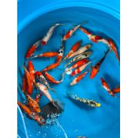 ราคา ตู้ปลาสำหรับปลาคาร์ฟ ขนาด 6 นิ้ว สีสันสวยงาม ลูกนอก รับประกันการจัดส่ง (24554296254)