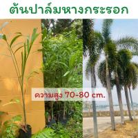 ราคา ต้นปาล์มหางกระรอก ขนาดต้นที่จัดส่ง ความสูงประมาณ 70 80 cm (24209882483)