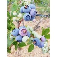 ราคา ต้นบลูเบอรี่ ต้นเพาะเนื้อเยื่อพันธุ์ที่ปลูกได้ในเขตร้อนในไทย ราคาถูกที่สุด (21201277903)