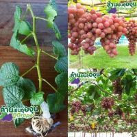 ราคา กิ่งพันธุ์องุ่น เฟรม ซีดเลท Flame Seedless ไร้เมล็ด สั่ง 10แถม1 (7826056311)