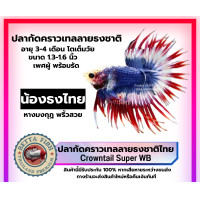 ราคา ปลากัดคาเทลธงชาติ ลายธงชาติไทย คราวเทล สวยงาม มีการรับประกันสินค้า (16895903097)