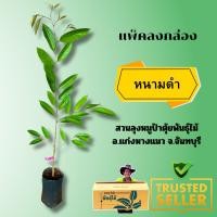 ราคา พันธุ์ทุเรียนหนามดำ OrcheeBlackthonD200 (677586583)