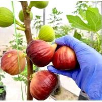 ราคา ต้นมะเดื่อฝรั่งพันธุ์ญี่ปุ่น btm6 ปลูกง่าย ให้ผลดก (24064696876)