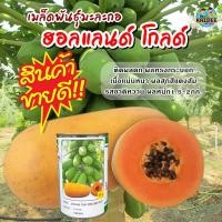 ราคา เมล็ดพันธุ์มะละกอ ฮอลแลนด์ โกลด์ ตราซีดไลน์ ขนาด20กรัม Papaya Holland Gold เมล็ดมะละกอฮอลแลนด์ เมล็ดมะละกอ มะละกอฮอลแลนด์ (680368852)
