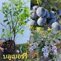 ราคา ต้นบลูเบอรี่ พันธุ์ที่ปลูกได้ดีในเขตร้อน ต้นเพาะเนื้อเยื้ออายุ2 ปี (21408718370)