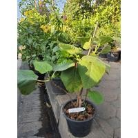 ราคา Fig มะเดื่อฝรั่ง ญี่ปุ่น Figs ต้นมะเดื่อฝรั่ง พันธุ์ BTM6 ญี่ปุ่น อร่อย หวาน หอมมากๆ ต้นสมบูรณ์มาก รากแน่นๆ จัดส่งพร้อมกระถาง 6 นิ้ว ลำต้นสูง 40 ซม รากแน่น แข็งแรง (17247634068)