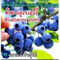 ราคา ต้นบลูเบอรี่ ต้นนำเข้า อายุ 2 ปี พันธุ์ที่ปลูกในเขตร้อน (21206465700)