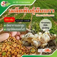 ราคา 100500กรัม เมล็ดพันธ์ุมันแกว หรือ มันเพา มันสะเภา มันแถว มันแถวตะเภา เนื้อสีขาว ลูกใหญ่ เนื้อแน่น รสชาติหวานฉ่ำ เมล็ดมันแกว (23783897577)