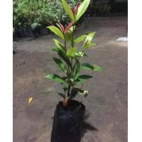 ราคา คริสติน่า 6 บาท ชุดละ50 ต้น ต้นคริสติน่า 30 40 ซม ถุง2 ขั้นต่ำ 10 ต้น สวยๆค่ะ (21834871158)