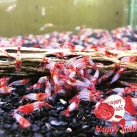 ราคา Dwarf Shrimp อาหารสำหรับกุ้งแคระ กุ้งแคระ เลือกสีได้ size XL เกรดเอ อาหารเสริมสร้างสุขภาพกุ้งแคระ (24504833873)