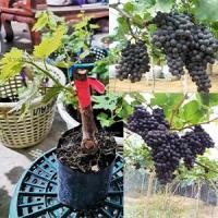 ราคา ต้นองุ่นพันธุ์แบล็คโอปอ ลูกดำกลมไร้เมล็ด หวานกรอบ ปลูกง่ายในเขตร้อน ทนแดด มีขนาด25เซ็น และ 90เซ็น (16322572222)