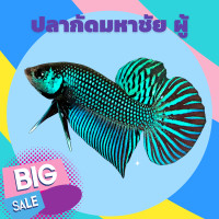 ราคา ปลากัดนำเข้า ปลากัดมหาชัย ปลากัดมหาชัย ชาย สวยๆ สีเขียว สีน้ำเงิน ส่งด่วน มีรับประกันการจัดส่ง แนะนำ (14331175078)