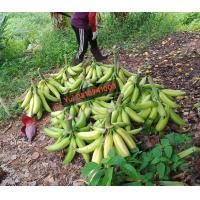 ราคา plantain กล้วยงาช้าง 5pcs (24429089749)
