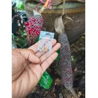 ราคา เมล็ดโชคเก้าชั้นด่าง ดำชมพู โชค9ชั้น 10เมล็ด ชุด (19951091043)