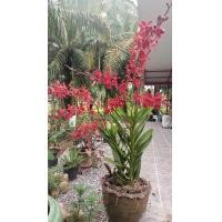 ราคา กล้วยไม้ช้างแดงชุมพรต้นกล้วยไม้ของแท้ (21306033297)