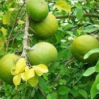 ราคา 1 ต้น ต้นมะตูม สายพันธุ์ มะตูมนิ่ม ลำต้นสูง 50 60 ซม (23244590089)