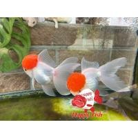 ราคา อาหารสำหรับปลา ปลาทองฮอลันดายักษ์ ไซร้3นิ้ว เลือกสีในตัวเลือก มีประกันสินค้า อาหารเสริมสร้างสุขภาพปลา (24505064691)