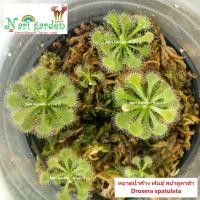 ราคา ต้นหยาดน้ำค้าง Drosera Spatulata พันธุ์ สปาตูลาต้า ส่งทั้งกระถาง 3 นิ้ว พืชดักจับแมลง น้ำหยาดเยื้ม สวยงาม ชอบความชื้นมาก (15891259852)