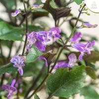 ราคา Treeno 9 T200 อาจูก้า หรือ ม่วงมณี Mana Lavender กระถาง 6 8 นิ้ว สูง 30 40 cm ไม้ประดับ ดอกไม้กินได้ ไม้มงคล ต้นไม้ (11138485063)