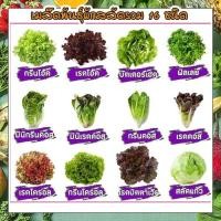 ราคา เมล็ดผักสลัด 16 ชนิด 1600 เมล็ด 159 บาท กรีนโอ๊ค เรดโอ๊ค กรีนคอสเรดคอส เรดคอรอล ฟิลเลย์ บัตเตอร์เฮด มินิคอส ผักกาดแก้ว มีคู่มือการปลูก (19608643275)