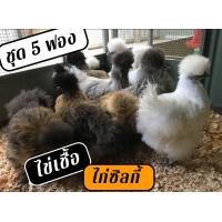 ราคา ไข่เชื้อไก่ซิลกี้ ชุด 5 ฟอง Silkie (8907094292)