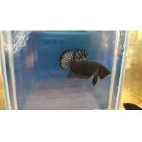 ราคา ปลากัดมาเลย์ลูกนอกสายเดิมพัน ชุดวีไอพี (14557486670)