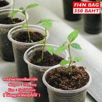 ราคา ต้นกระท่อม ต้นกระท่อมก้านแดง กระท่อม จำนวนจำกัด กรุณาอ่านรายละเอียดก่อนสั่งซื้อ จัดส่งพร้อมกระถางตามภาพ (21271065029)