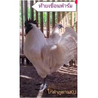 ราคา ไข่เขื้อไก่ดำภูพานKU2 ชุด 10ฟอง (23273285324)