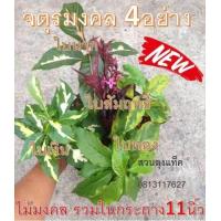 ราคา ใบเงิน ใบทอง ใบนาก ต้นใบเงิน ต้นใบทอง ต้นใบนาก ต้นใบนาค ต้นไม้มงคล เสริมเรื่องเงินทอง สวนลุงแท็ค (13605102860)