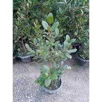 ราคา ขาย ต้นลำแพน ไม้น้ำ ไม้หายาก สูงประมาณ 60 ซม มาใหม่ต้นสวยมากๆค่ะ ต้นแข็งแรงพร้อมปลูก รับประกันระหว่างขนส่งสินค้าเสียหายเคลมฟรีค่ะ (22432535402)