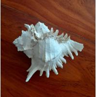 ราคา เปลือกหอยสังข์มะระ หรือหน้ายักษ์ เปลือกหอยเลี้ยงปูเสฉวน ตัวใหญ่ สีธรรมชาติ (21132611211)