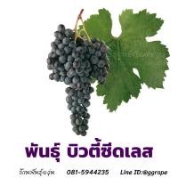 ราคา กิ่งพันธุ์องุ่น พันธุ์บิวตี้ ซีดเลส Beauty Seedless (3465378313)