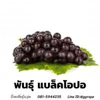 ราคา กิ่งพันธุ์องุ่น แบล็คโอปอ ไร้เมล็ด Black Opal (3465120226)