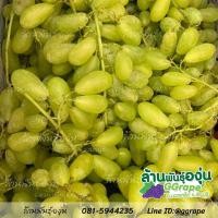 ราคา กิ่งพันธุ์องุ่น ไวท์มะละกา มีเมล็ด White Malaga (2938728288)