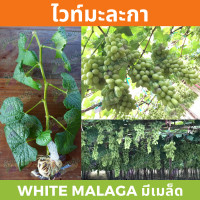 ราคา กิ่งพันธุ์องุ่น ไวท์มะละกา องุ่นมีเมล็ด White Malaga (15085676388)