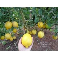 ราคา กิ่งตอนเลมอน พันธุ์ อิตาเลี่ยนซอร์เลนโต้ Italian Sorrento Lemons (8730895106)