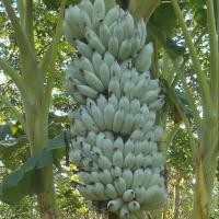 ราคา 1 ต้น กล้วย มีรากแล้ว พร้อมปลูก ขนาดต้นสูง 30 50 ซม สายพันธุ์น้ำว้า (22121882193)